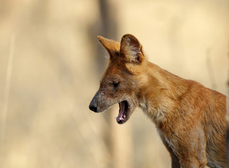 Asiatic wild dog at Pench Tiger  reserve