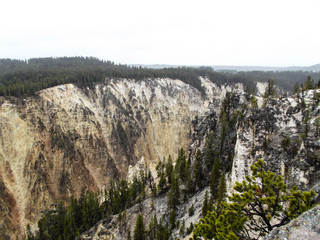Landscape of canyon and forest in Yellowstone national park USA