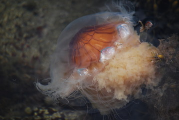 Meduza przy brzegu, Norwegia