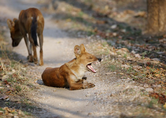 Asiatic wild dogs on the road