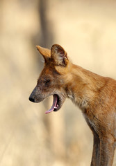 Asiatic wild dog 