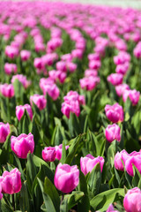 Tulips