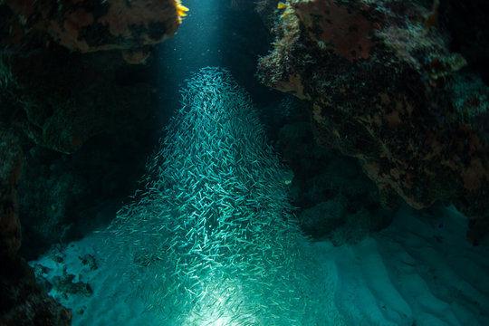 Sunlight shining over group of fish swimming in the sea