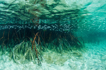 School of fish swimming by mangrove roots in the sea