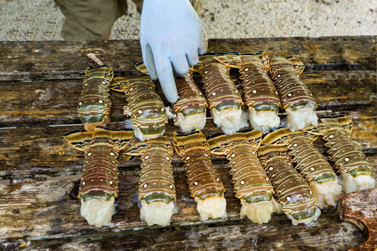 Fresh lobster lying on table, raw 