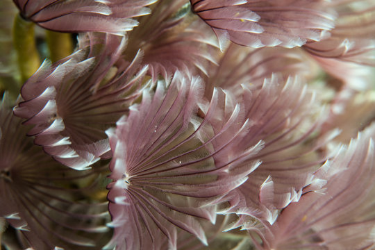 Cluster of pink duster worms, Exuma Chain, Staniel Cay, Bahamas, Caribbean