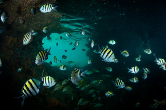 Large group of angelfish, Thunderball Grotto, Staniel Cay, Bahamas, Caribbean