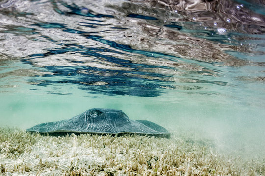 Stingray resting on bed of shallow water 