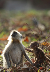 Gray Langurs