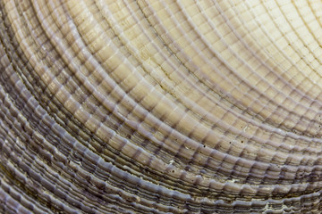 Sea shell - detail