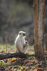 Gray Langur and her baby resting 