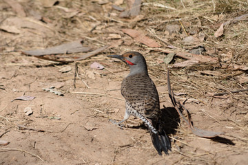 El pájaro carpintero camina por la tierra.