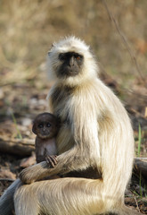 Gray Langur and her baby