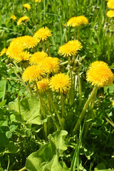 Yellow dandelions.