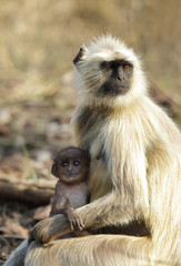 Gray Langur with her cub