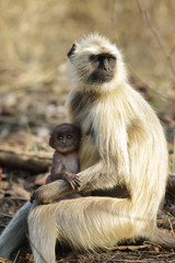 Obraz premium Gray Langur with her baby