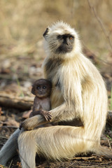 Gray Langur with her baby