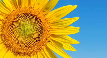 part of sunflower on blue sky background
