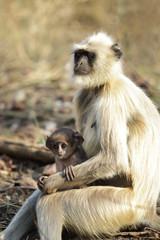 Gray Langur and her baby sitting on lap