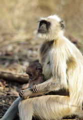 Gray Langur with baby