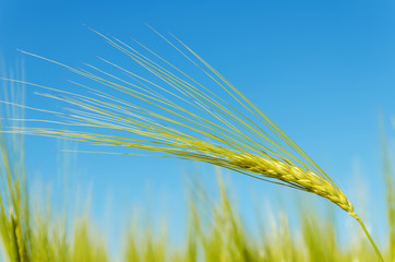 green ear of wheat on field