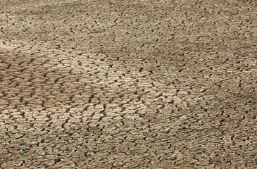 Mud cracks in the river bed