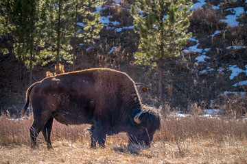 Buffalo_Custer_01