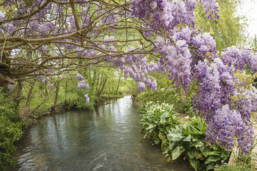 Obraz na płótnie Canvas blossom of violet wisteria near the river