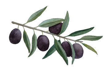 Obraz na płótnie Canvas Watercolor ripe olive branch