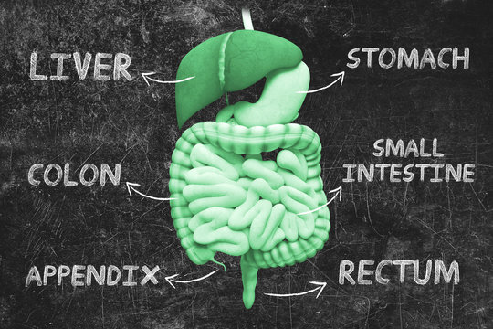 Organi interni umani, intestino, stomaco e fegato