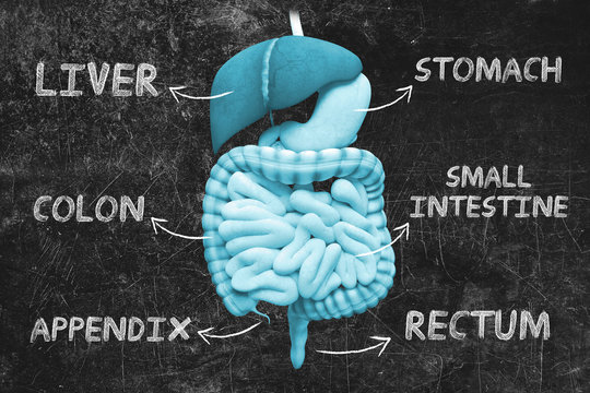 Organi interni umani, stomaco, intestino, appendice e fegato