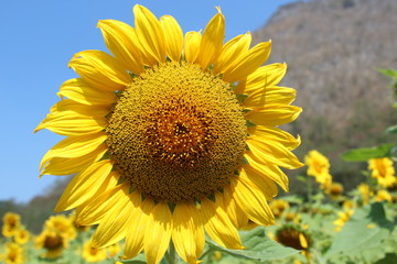 Journey Sunflower