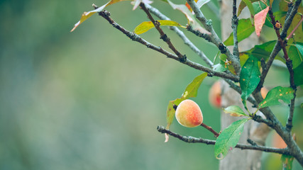 Beautiful peach on tree branch in vintage style picture.