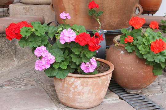 Pots of Red and Pink Geraniums