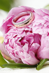 Fedi nuziali d'oro su fiori rosa