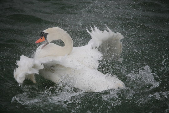 Le cygne lutte contre un parasite