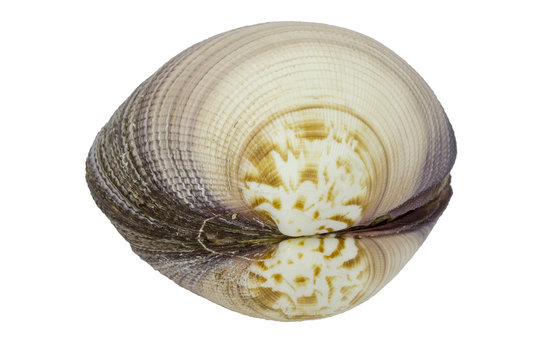 Sea shell - detail