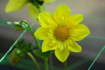 Dahlia jaune citron à fleur simple au jardin en été