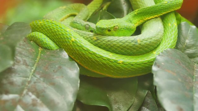 venomous snake green pit viper  costa rica bothriechis lateralis