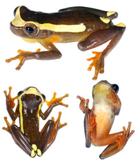 Upper Amazon Treefrog (Dendropsophus bifurcus) in three poses, from Ecuador...