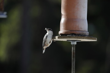 Bird feeder