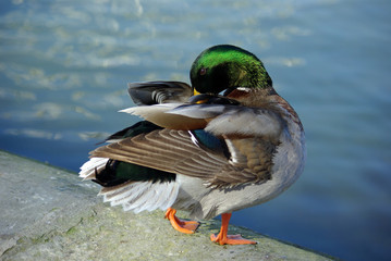 Canard colvert lissant ses plumes