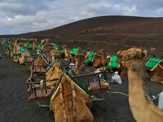 Fototapeta premium Kamele auf Lanzarote