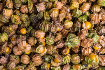 Cape Gooseberry background,Physalis peruviana