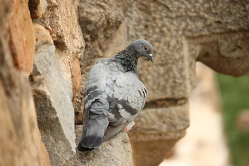 Different poses of pigeons