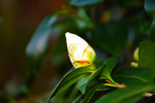 Flower Bud