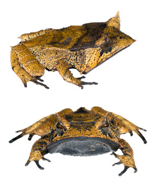 Spix's Horned Treefrog (Hemiphractus scutatus), An extremely rare frog from the Ecuadorian Amazon.