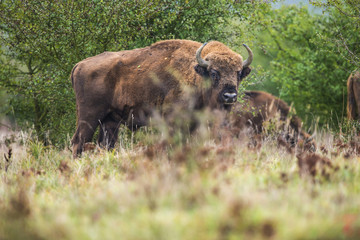 Bison bonasus - European bison - Milovice, Czech republic © Vera Kuttelvaserova
