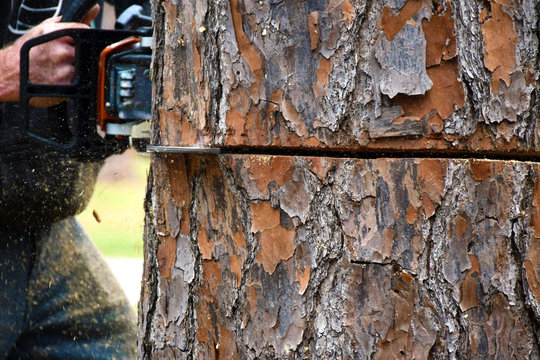 Tree Felling Start