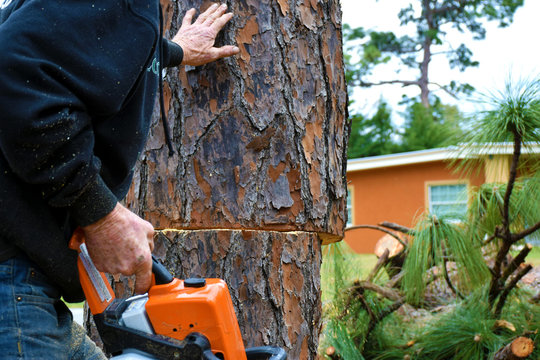 Tree Felling Mid
